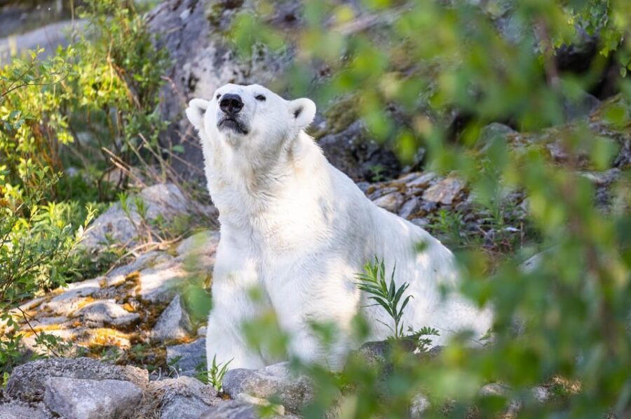 Ranua: Wildlife Park Entrance Ticket - What to Expect During Your Visit