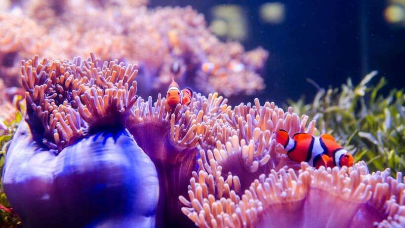 Red River Tours - Sea Walking Experience in Phu Quoc - Experience Details