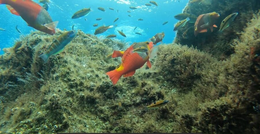 Reef Fish Watching - Who Will Love This Tour?  