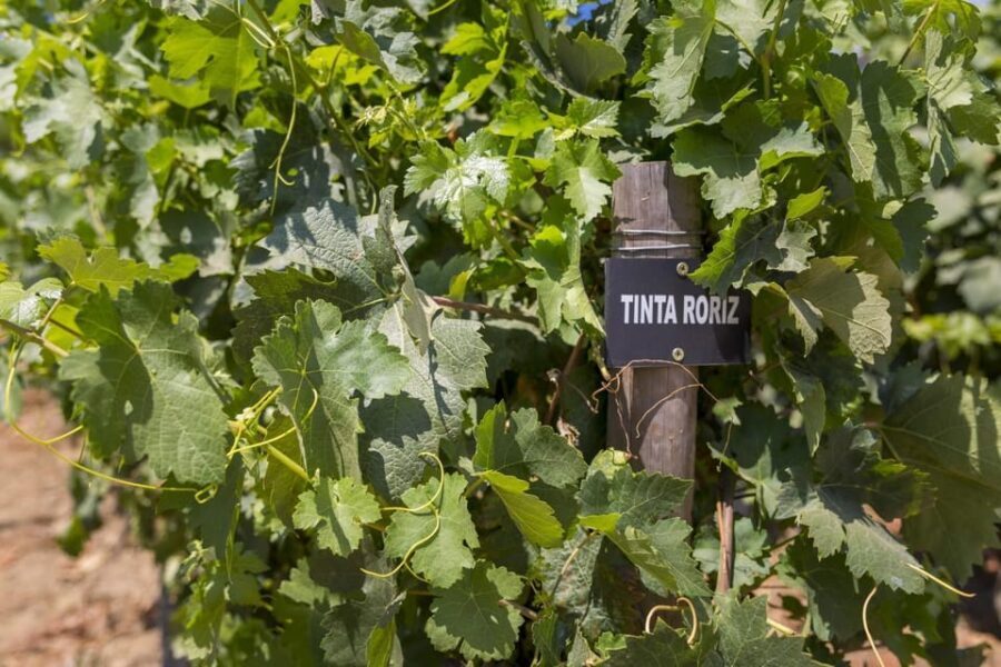 Régua: Wine Tasting at a Farm, Traditional Lunch, Cruise and Train - Who Will Love This Tour?