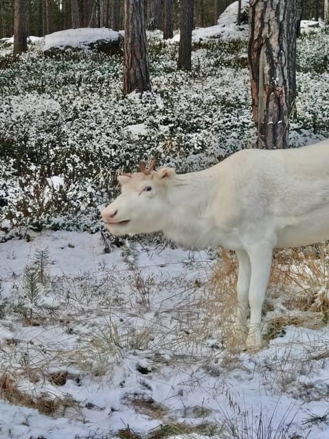 Reindeer feeding in Inari - What Travelers Are Saying