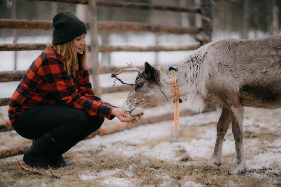 Reindeer Husbandry with Snowmobile Sleigh Ride and Lunch - Authenticity and Value