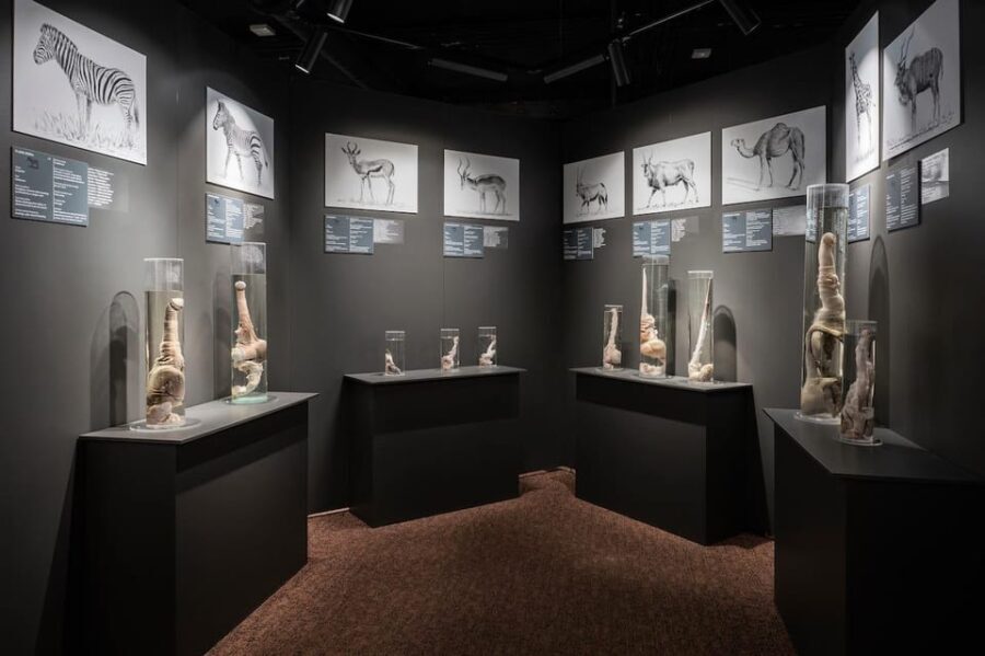 Reykjavik: Icelandic Phallological Museum Entry Ticket - Who Will Love This Experience?