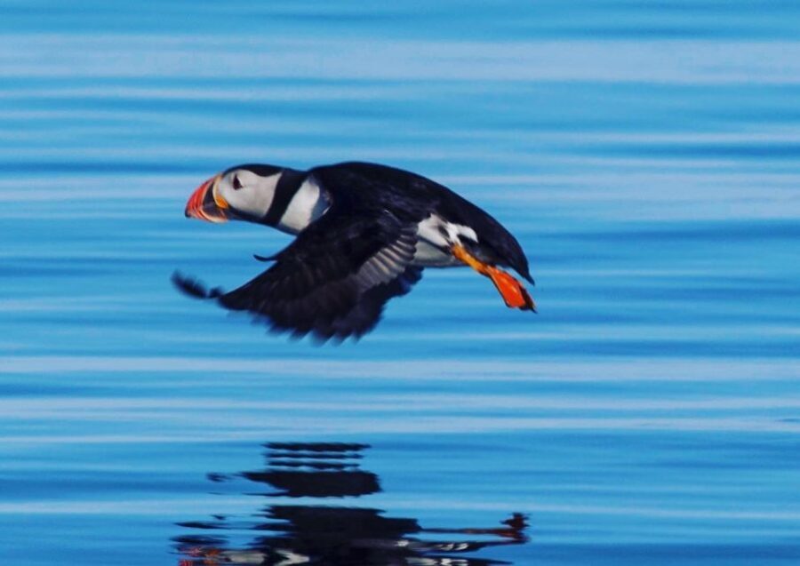Reykjavik: Puffin Watching Tour by RIB Speedboat - Authenticity and Reviews
