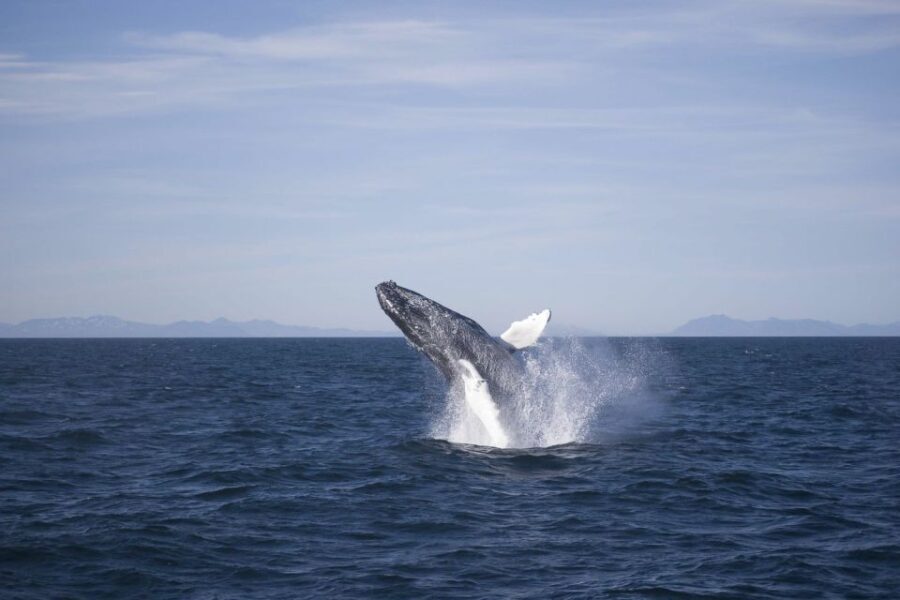 Reykjavik: the Original 3-Hour Whale Watching Tour - What to Expect on the Trip