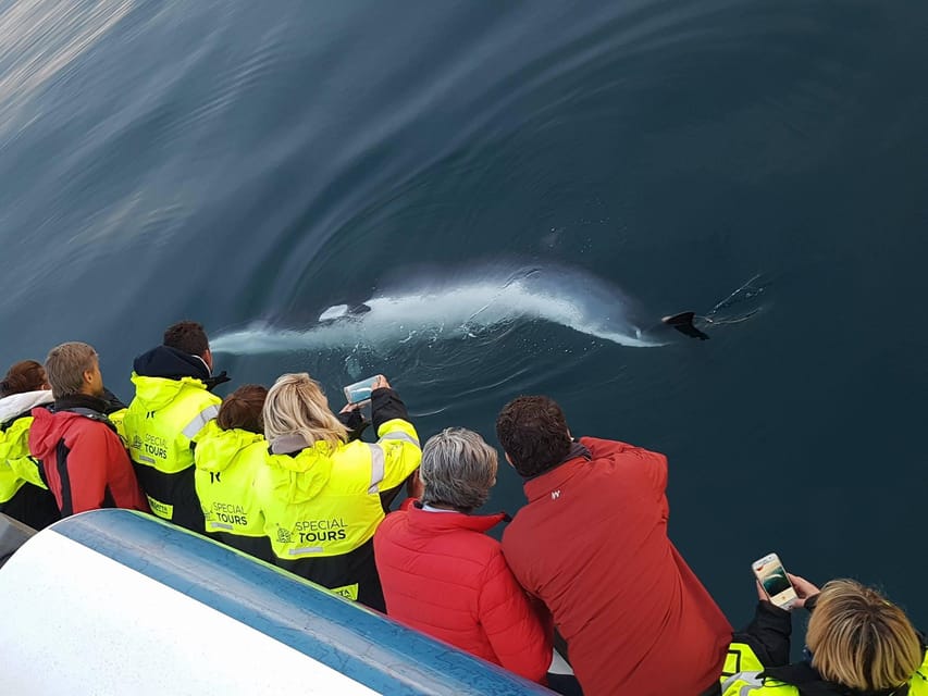 Reykjavík: Whale Watching and Food Lovers Combo - What Travelers Say