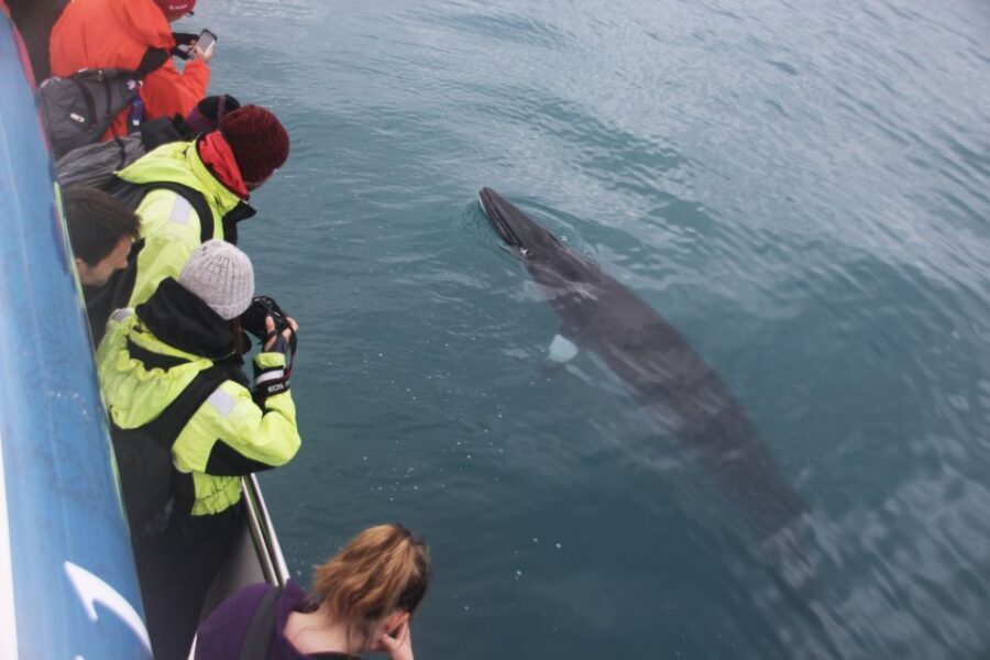 Reykjavik: Whale Watching Express - Who Will Love This Tour?