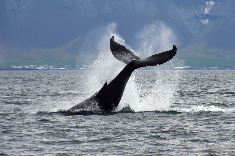 Reykjavik: Whale Watching Tour with Expert Guide - Price & Value Analysis