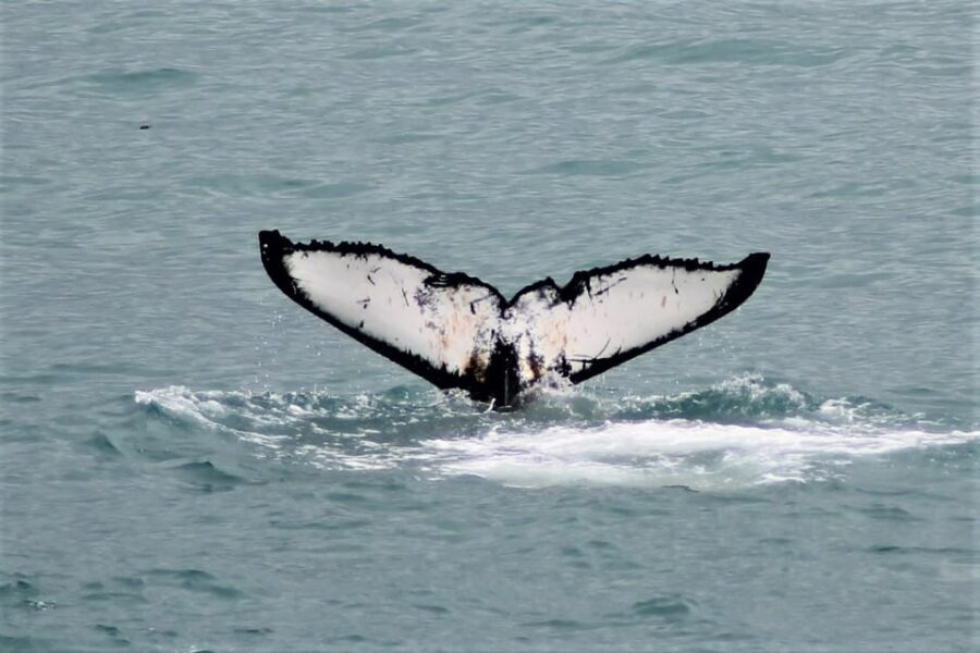 Reykjavik: Whale Watching Tour with Express Option - Practical Tips for Travelers