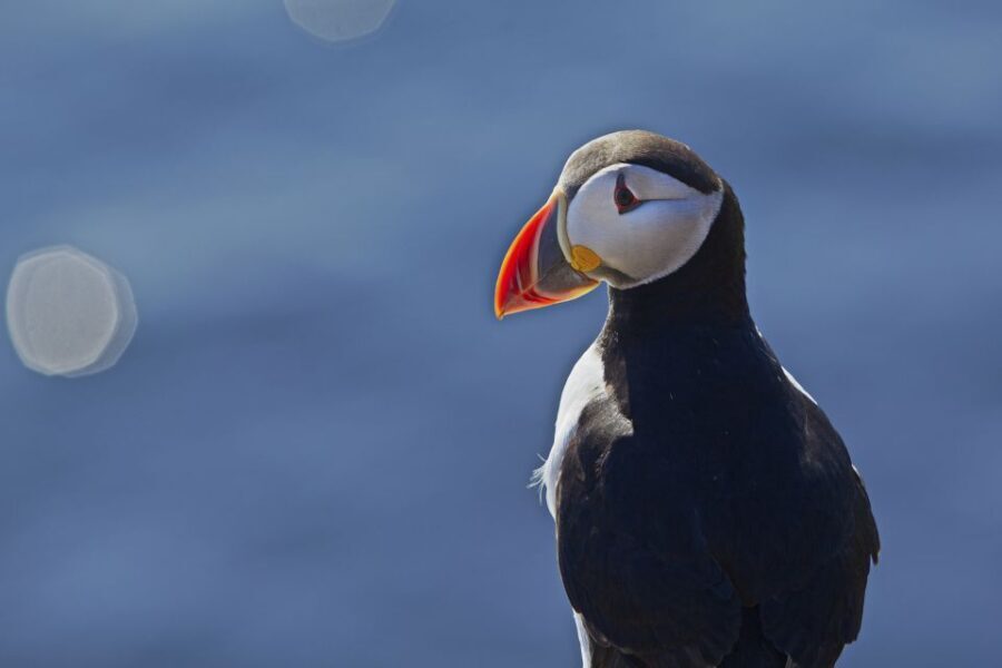 Reykjavik: Whales and Puffins Express Cruise Combo Tour - Who Will Love This Tour?