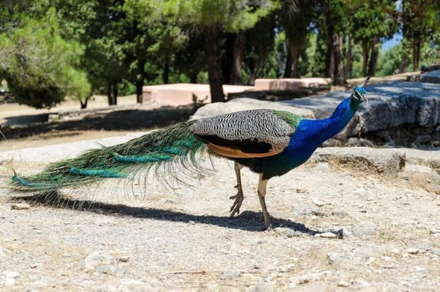 Rhodes: Butterfly Valley and Filerimos Hill Bus Trip - Final Thoughts: Who Will Love This Tour?