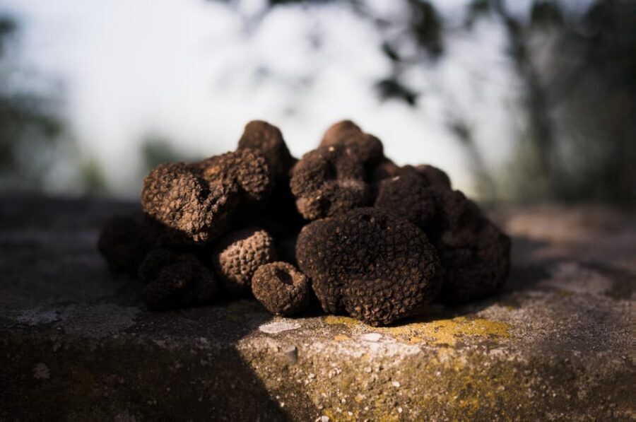 Rome: Truffle Hunting and Gourmet Lunch in the Countryside - The Breakdown of the Experience
