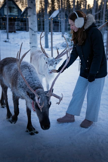 Rovaniemi: Arctic Reindeer Experience with Lunch - The Forest and the KOTA Restaurant