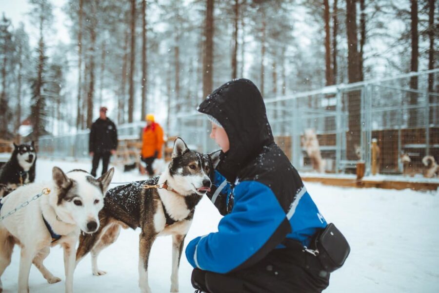 Rovaniemi: Early Winter Husky Sled Ride - A Closer Look at the Husky Sled Ride