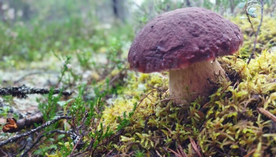 Rovaniemi forest foraging adventure: Pick, Prepare, Savor - An In-Depth Look at the Forest Foraging Tour
