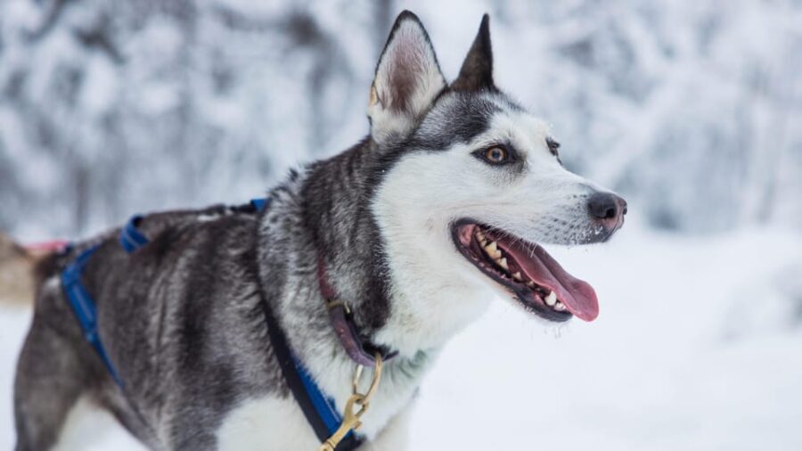 Rovaniemi: Husky Farm Visit with a Sledge Ride - Practical Details & Tips