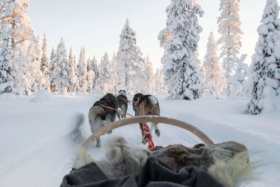 Rovaniemi: Husky Sled Ride and Farm Visit - Analyzing the Experience Value