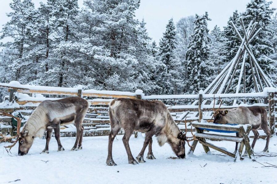 Rovaniemi: Local Reindeer Farm Visit with Sleigh Ride - An In-Depth Look at the Experience  