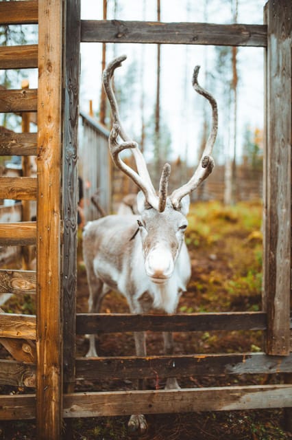 Rovaniemi: Meet and Feed Reindeer - Who Should Consider This Tour?