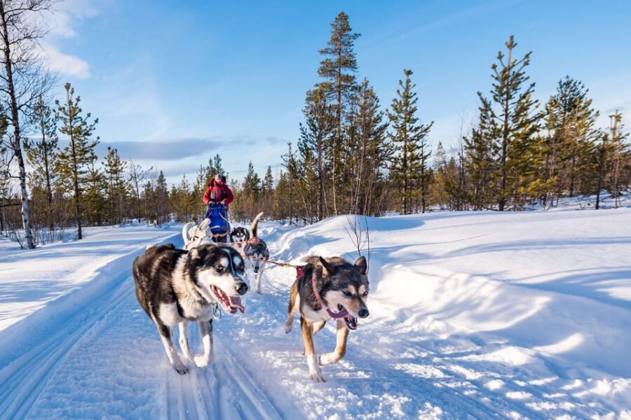 Rovaniemi: One Hour Husky Experience - The Authenticity and Value of the Experience