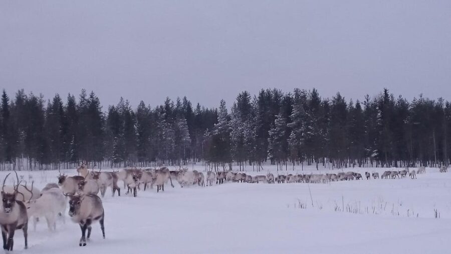 Rovaniemi: Private reindeer farm visit & culture experience - A Detailed Look at the Itinerary