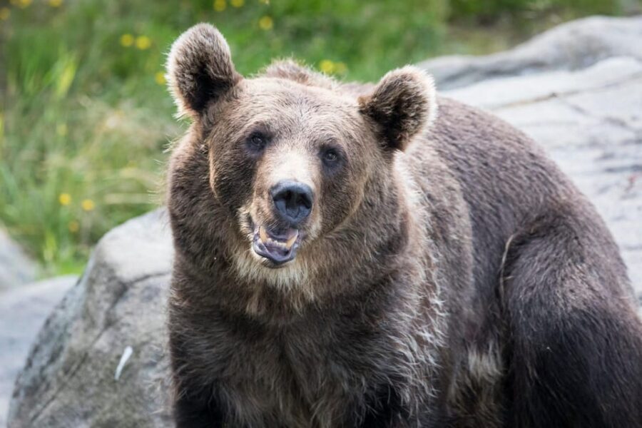 Rovaniemi: Ranua Wildlife Park Private Day Trip - The Wildlife Park: Over 50 Arctic Species