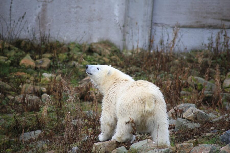 Rovaniemi: Ranua Zoo Wildlife Park Tour with hotel pickup - Arrival at Ranua Wildlife Park  