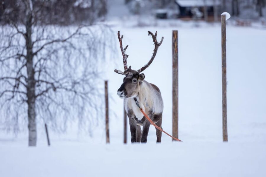 Rovaniemi: Reindeer Experience with Sleigh Ride - The Experience’s Value and Real-World Feedback