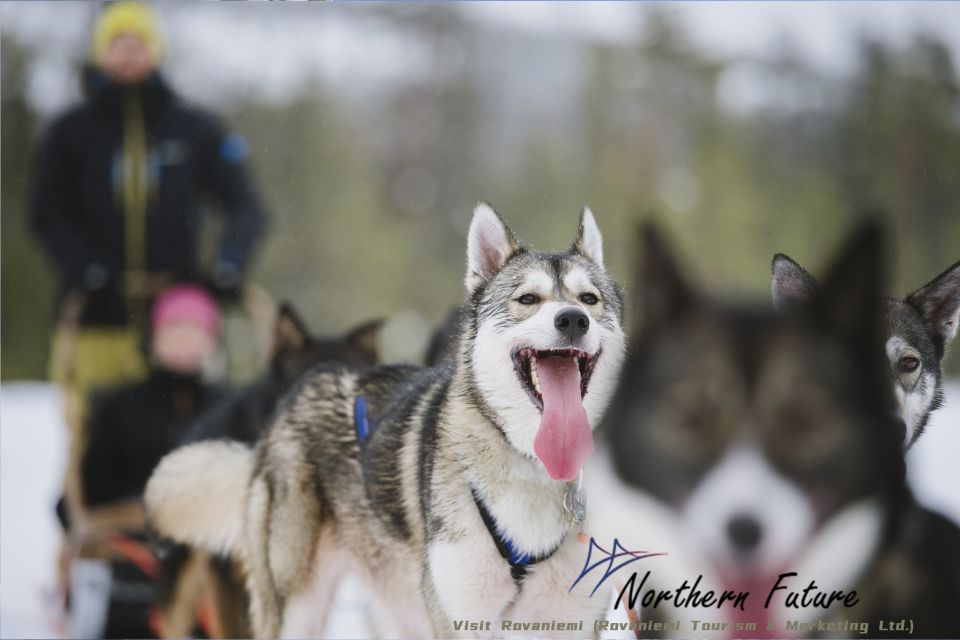 Rovaniemi: Reindeer, Huskies, Santa's Pets & Aurora Hunt - Authenticity and Comfort