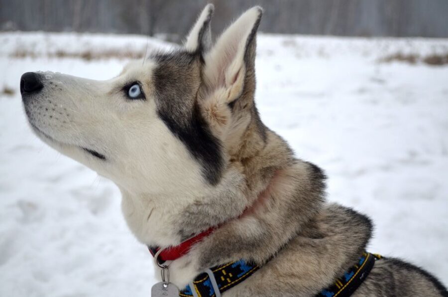 Rovaniemi: Self-Drive Husky Sleigh Ride Adventure - The Value of This Experience