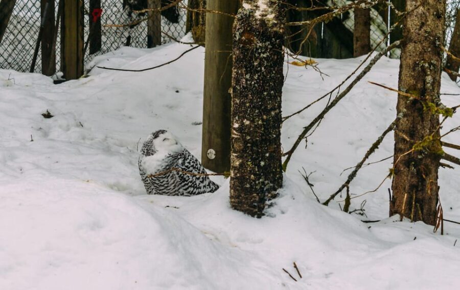 Rovaniemi: Trip to Ranua Zoo with Tickets - What Makes This Tour Stand Out?