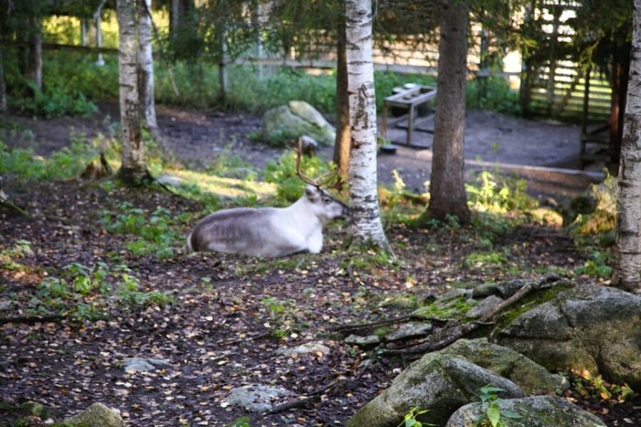 Rovaniemi: trip to the Ranua Zoo (transportation, tickets) - The Bottom Line