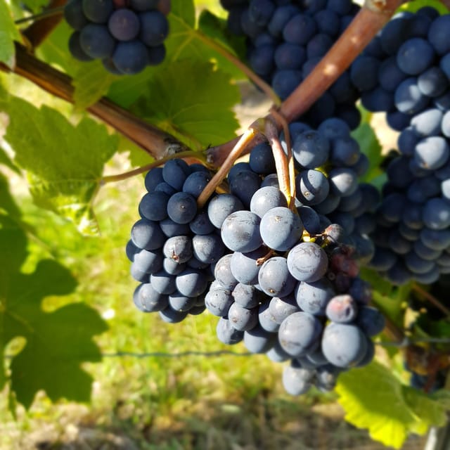 Rüdesheim - Wine tasting - A journey of pleasure through 5 wines - Final Thoughts on the Rüdesheim Wine Tasting