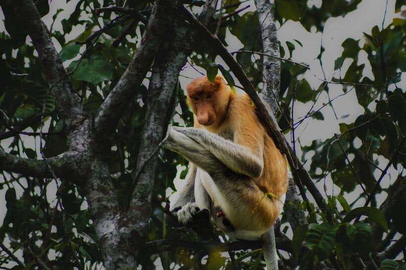 Sabah: Mangrove Fireflies, and Sky Mirror Dream Beach Tour - The Practical Details