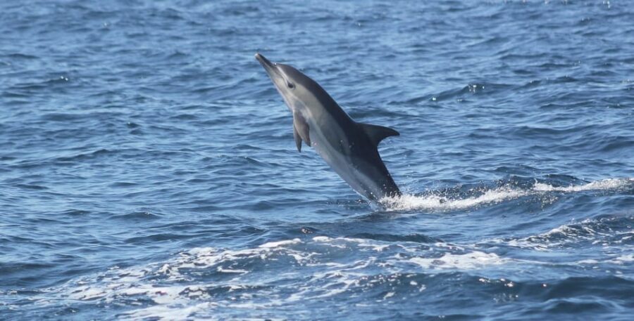 Sagres: Dolphin Watching Tour - Why You Should Consider This Tour