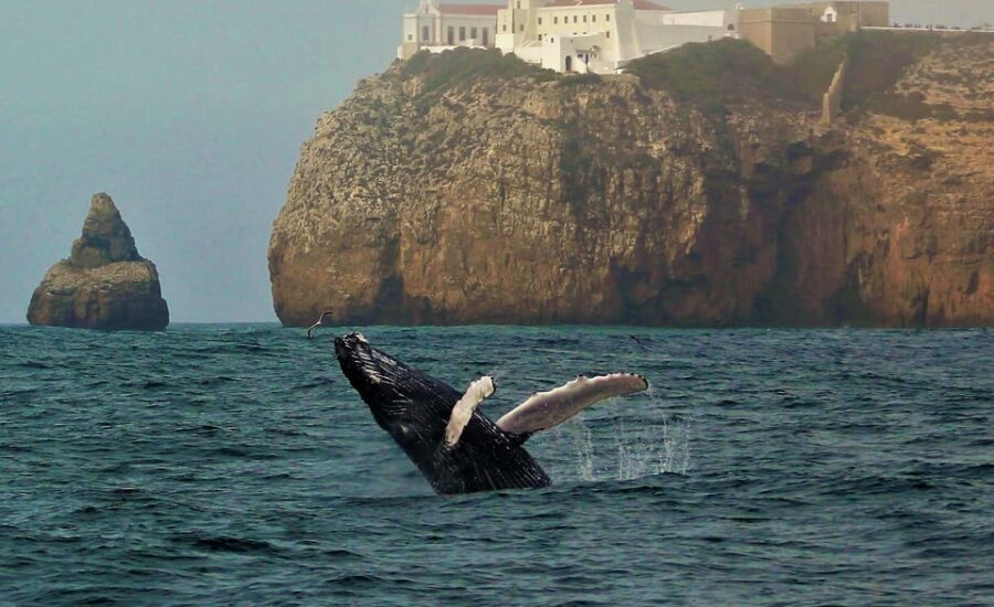 Sagres Wildlife Adventure: Dolphin and Whale Watching Tour - Who Will Enjoy This Tour?