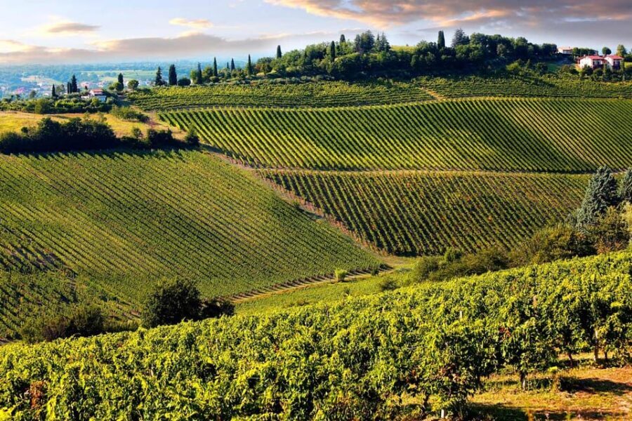 San Gimignano and a Winery with Light Lunch from Pisa - Who Would Enjoy This Tour?
