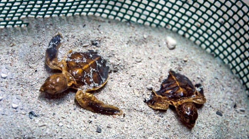 Sandakan : 2 Days 1 Night At Turtle Island - An In-Depth Look at the Tour