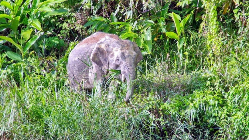 Sandakan: 2 Days 1 Night Bilit, Kinabatangan River Wildlife - What You’ll Love About This Tour