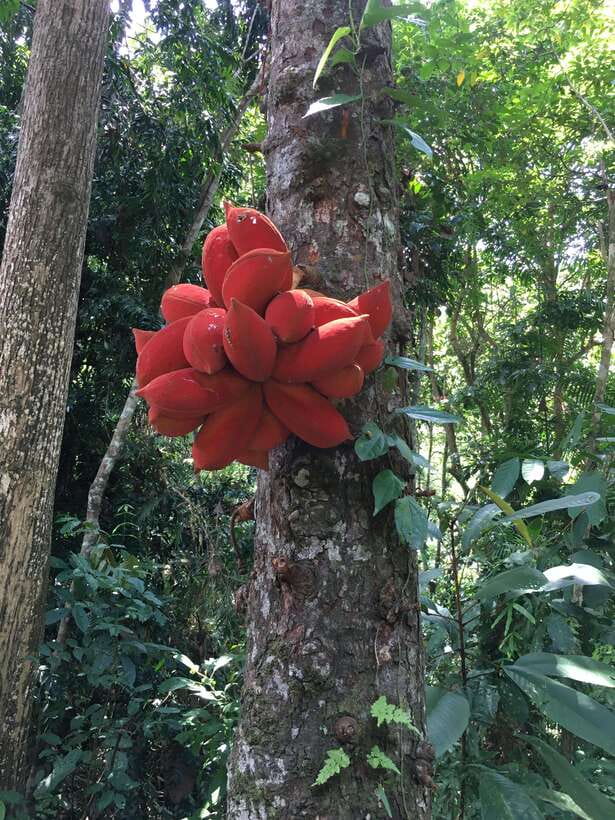 Sandakan: Orangutan and Proboscis Monkey Tour - The Practical Side: What You Need to Know