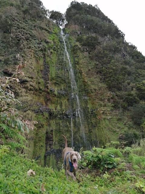São Jorge: Fajã Camping and Hiking Tour - Final Thoughts on the Experience