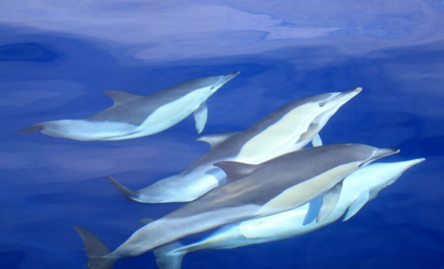 São Miguel: Wild Swimming with Dolphins - Detailed Itinerary Breakdown