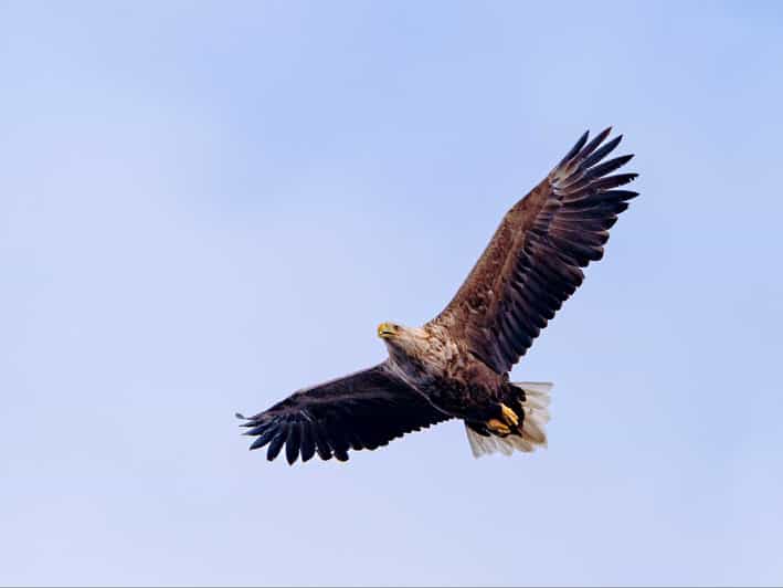 Sea Eagle Sunset Cruise - Who Will Love This Tour?