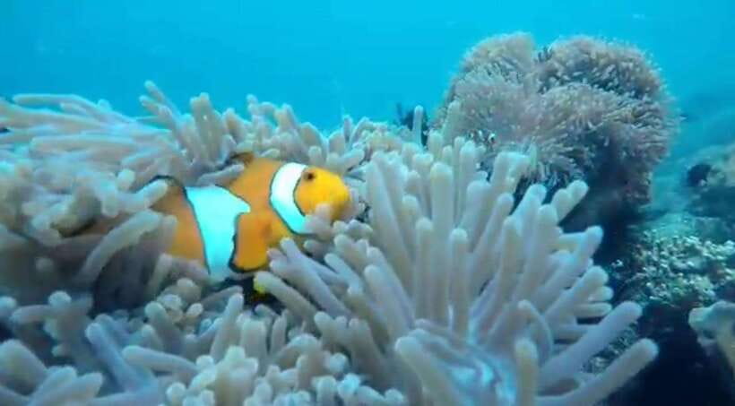 Secret Island Gili Nanggu, Sudak and Kedis Snorkeling tour - What Makes This Tour Stand Out