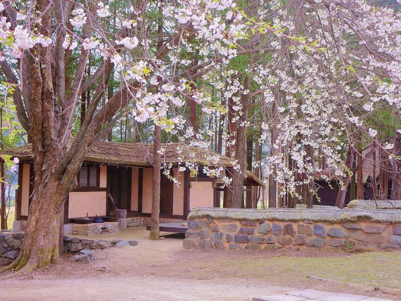Seoul: Alpaca/Nami/Garden of Morning Calm Tour (+Rail Bike) - The Itinerary Breakdown