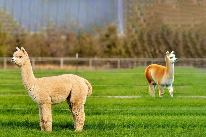 Seoul: Alpaca World & Nami Island (+Gangchon Railbike) - Alpaca World: Cuteness and Calmness