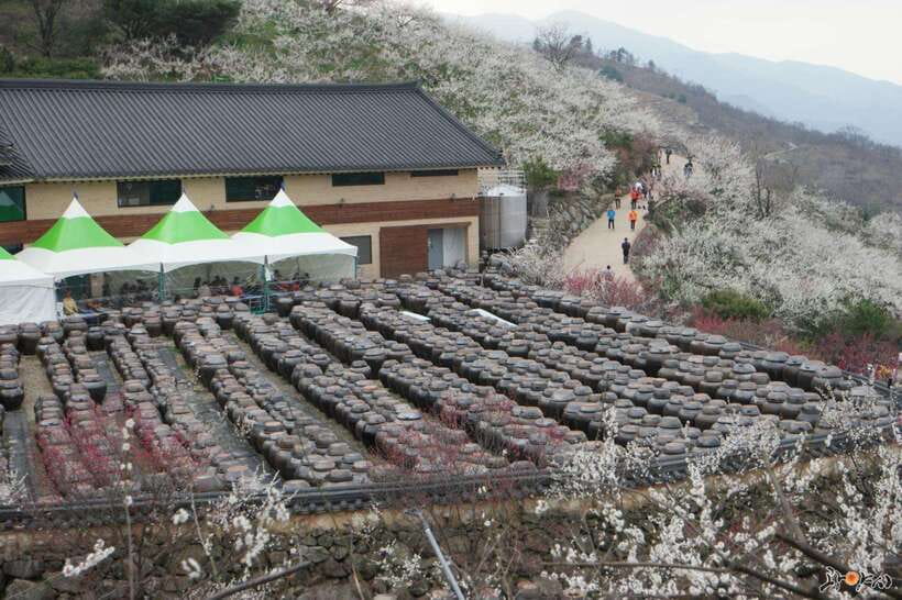 Seoul: Korea Spring Cherry Blossom Day Tour - Who This Tour Is Best For