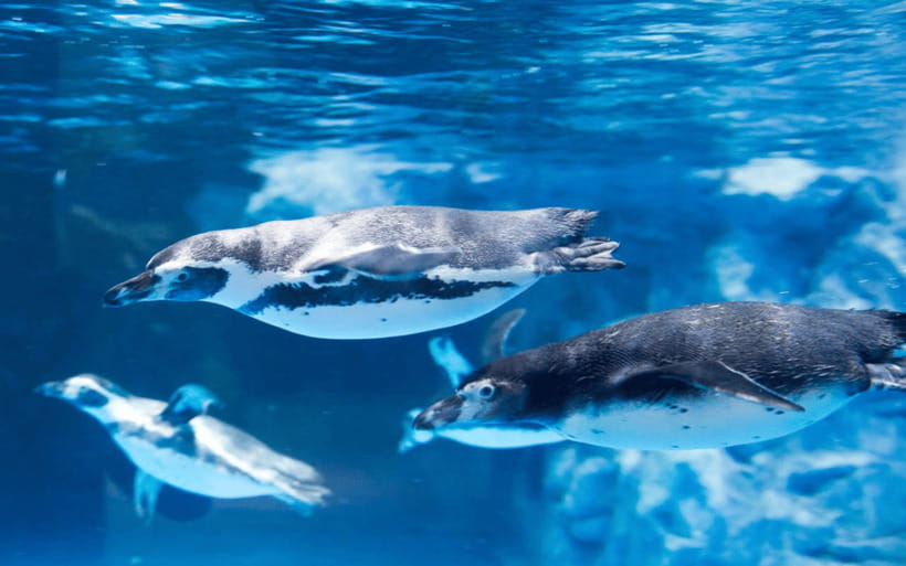 Seoul: Lotte World Aquarium Ticket - Who Should Consider Visiting?