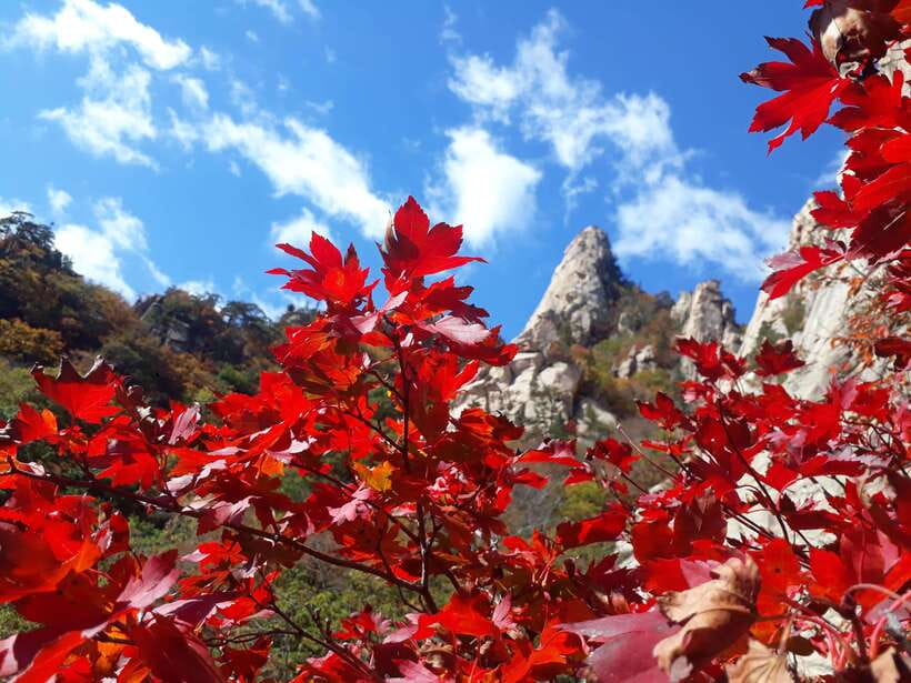 Seoul: Mt.Seorak, Nami Island & Korean Garden, No Shopping - What Makes This Tour Stand Out?