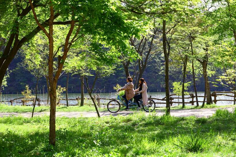 Seoul: Nami Island & Petite France Tour with Railbike Option - Final Thoughts: Is This Tour for You?